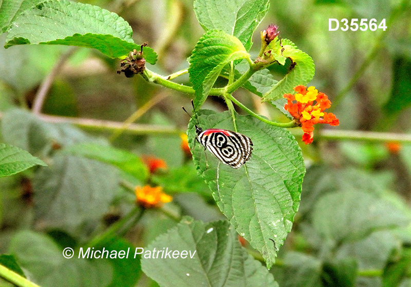 Cramer's Eighty-eight (Diaethria clymena)